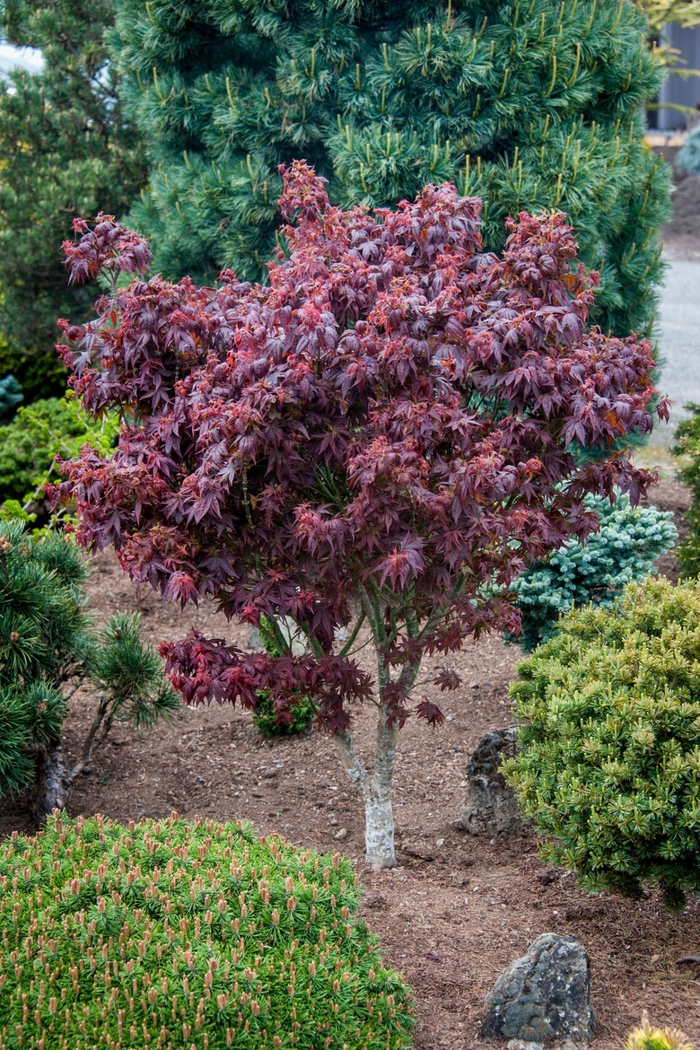 Kurenai Jishi Japanese Maple - Acer palmatum ''Kurenai Jishi'' (Japanese Maple) from Betty's Azalea Ranch