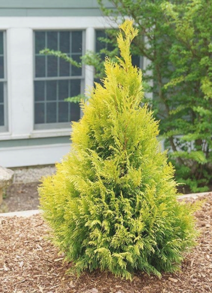 Amber Gold Arborvitae - Thuja occidentalis ''Jantar'' PP22296 (Arborvitae) from Betty's Azalea Ranch