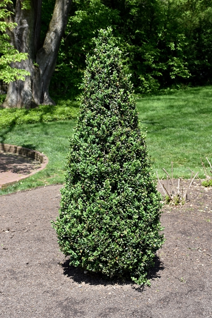 Pyramidalis Boxwood - Buxus sempervirens ''Pyramidalis'' (Boxwood) from Betty's Azalea Ranch