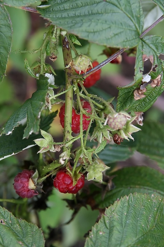 Canby Red Canby Red Raspberry - Rubus idaeus ''Canby Red'' (Canby Red Raspberry) from Betty's Azalea Ranch