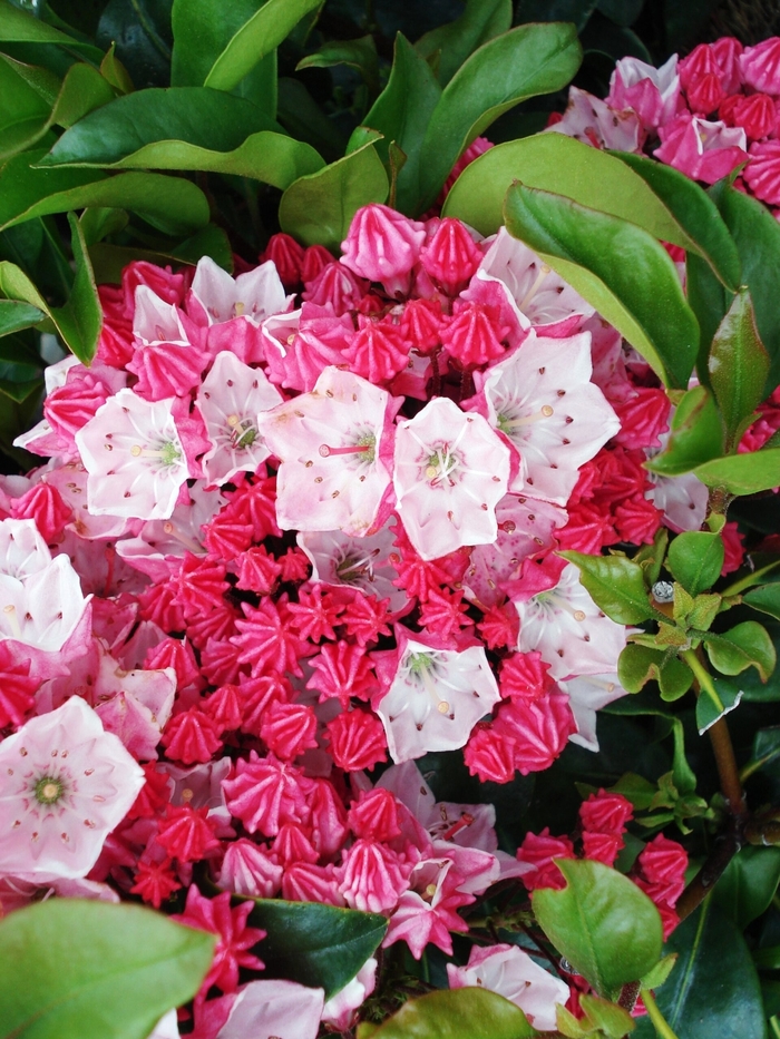 Raspberry Glow Mountain Laurel - Kalmia latifolia ''Raspberry Glow'' (Mountain Laurel) from Betty's Azalea Ranch