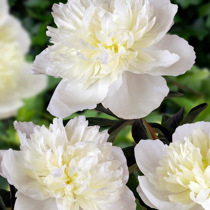 ''Duchess de Nemours'' Peony - Paeonia lactiflora from Betty's Azalea Ranch