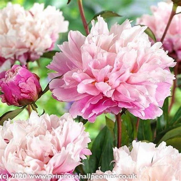 ''Karl Rosenfeld'' Peony - Paeonia lactiflora from Betty's Azalea Ranch