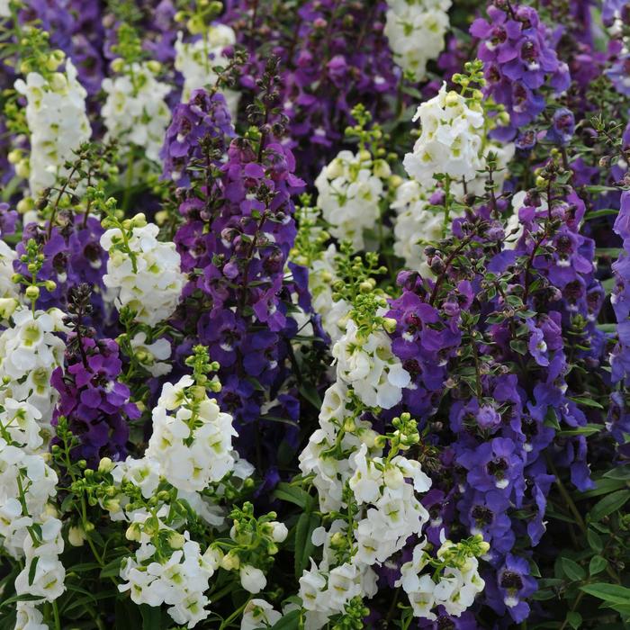 Serena® Waterfall Mix Summer Snapdragon - Angelonia angustifolia from Betty's Azalea Ranch