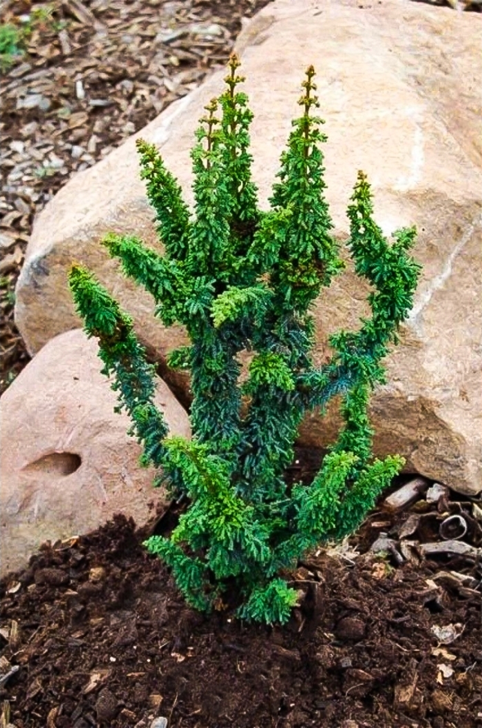 Chirimen Hinoki Falsecypress - Chamaecyparis obtusa ''Chirimen'' (Hinoki Falsecypress) from Betty's Azalea Ranch