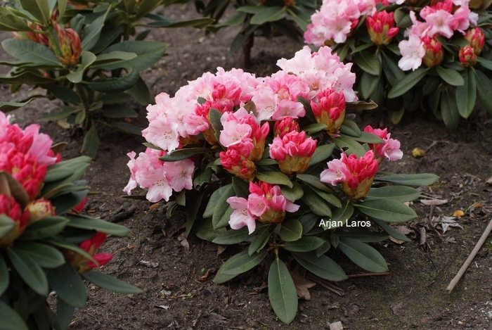 'Mardi Gras' - Rhododendron from Betty's Azalea Ranch