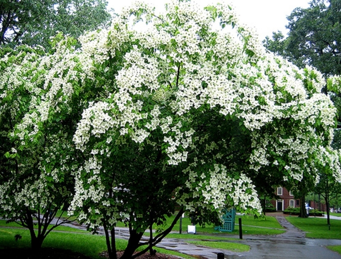 Appalachian Snow Flowering Dogwood - Cornus florida ''Appalachian Snow'' (Flowering Dogwood) from Betty's Azalea Ranch