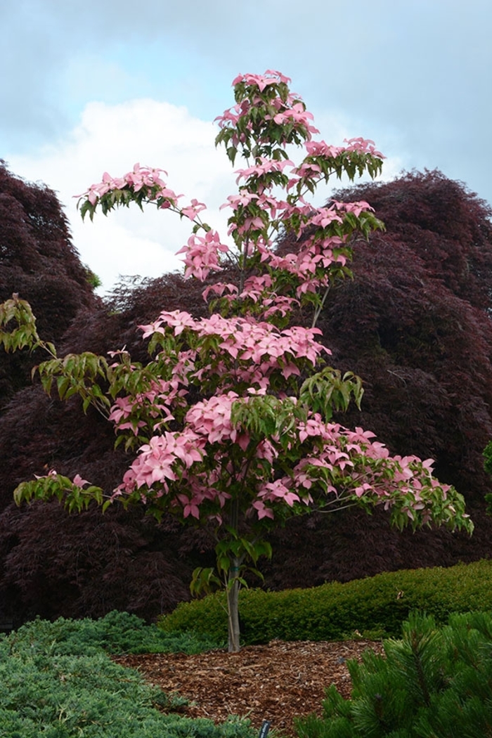 Scarlet Fire® Dogwood - Cornus ''Rutpink'' PP28311 from Betty's Azalea Ranch