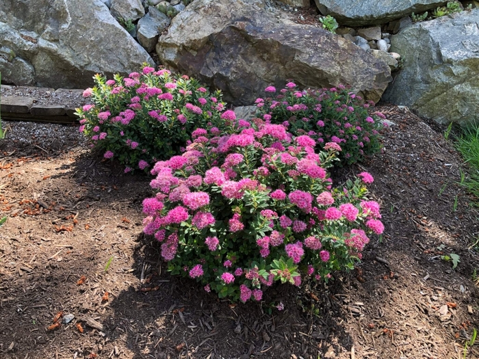 'Pineapple Poprocks®' Spirea - Spiraea japonica from Betty's Azalea Ranch