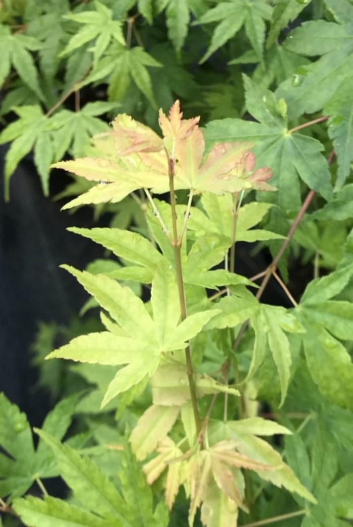 Columnar Japanese Maple - Acer palmatum ''Columnar'' (Japanese Maple) from Betty's Azalea Ranch