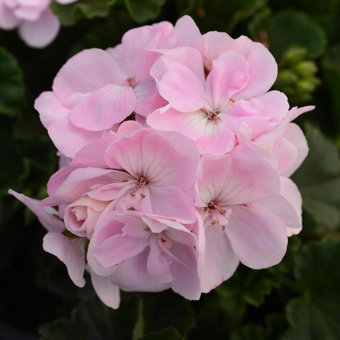 Fantasia® Appleblossom Zonal Geranium - Pelargonium x hortorum from Betty's Azalea Ranch