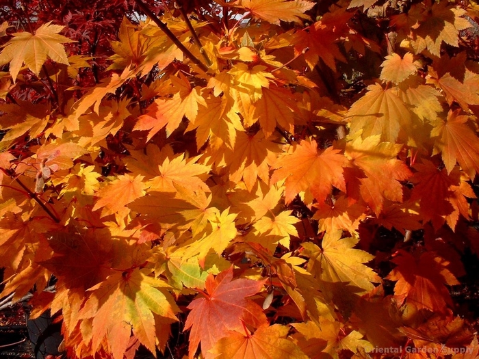 Meigetsu Fullmoon Maple - Acer japonicum ''Meigetsu'' (Fullmoon Maple) from Betty's Azalea Ranch