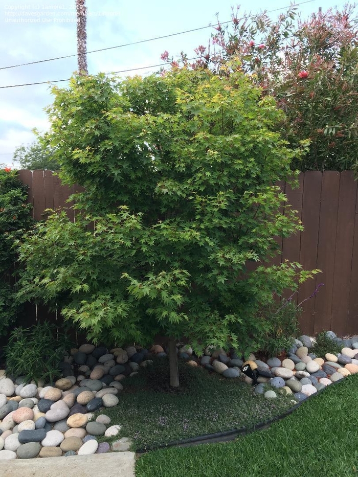 Tobiosho Japanese Maple - Acer palmatum ''Tobiosho'' (Japanese Maple) from Betty's Azalea Ranch