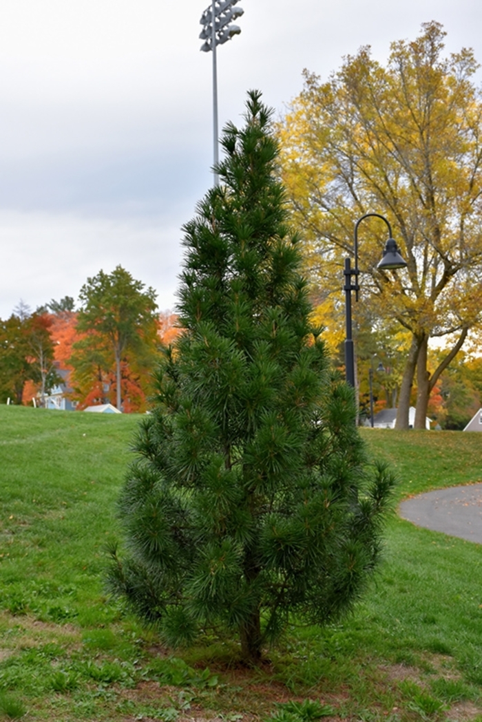 Wintergreen Japanese Umbrella Pine - Sciadopitys verticillata ''Wintergreen'' (Japanese Umbrella Pine) from Betty's Azalea Ranch