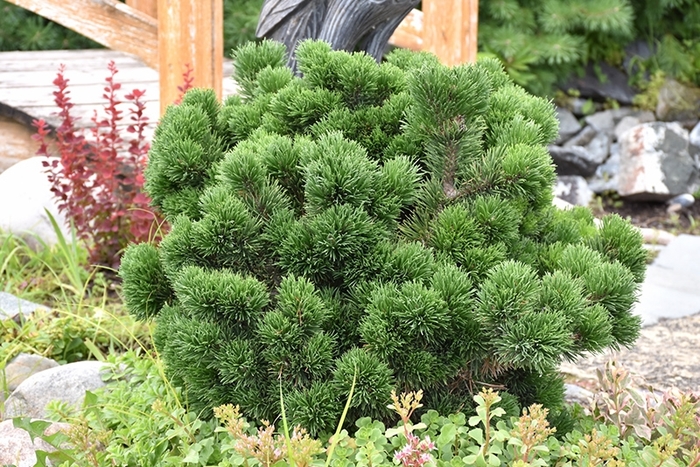 Jakobsen Mugo Pine - Pinus mugo ''Jakobsen'' (Mugo Pine) from Betty's Azalea Ranch