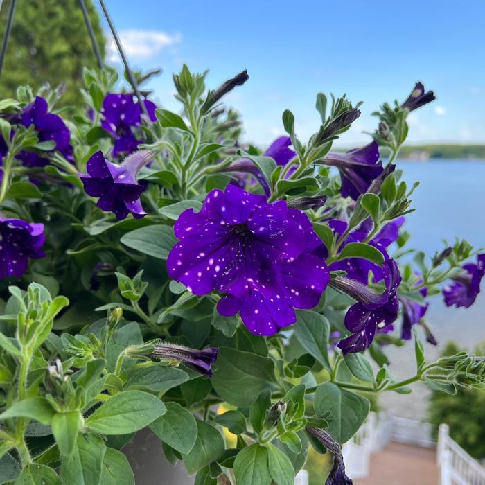 Headliner™ Night Sky - Petunia from Betty's Azalea Ranch