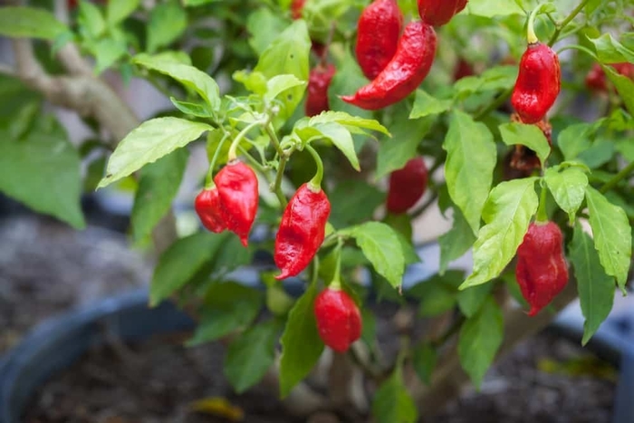 'Carolina Reaper' Pepper - Capsicum annuum from Betty's Azalea Ranch