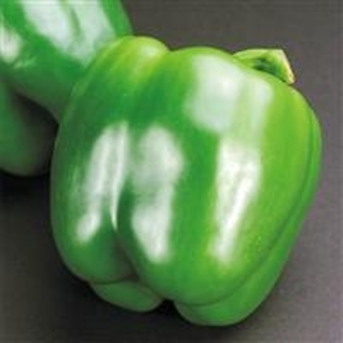 'California Wonder' Sweet Bell Pepper - Capsicum annuum from Betty's Azalea Ranch