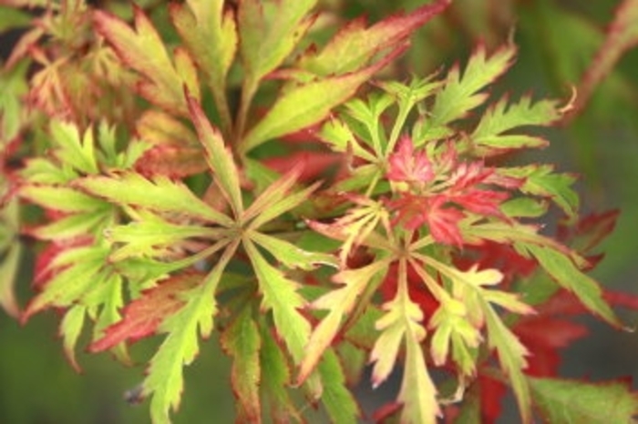 Shigure Bato Japanese Maple - Acer palmatum ''Shigure Bato'' (Japanese Maple) from Betty's Azalea Ranch