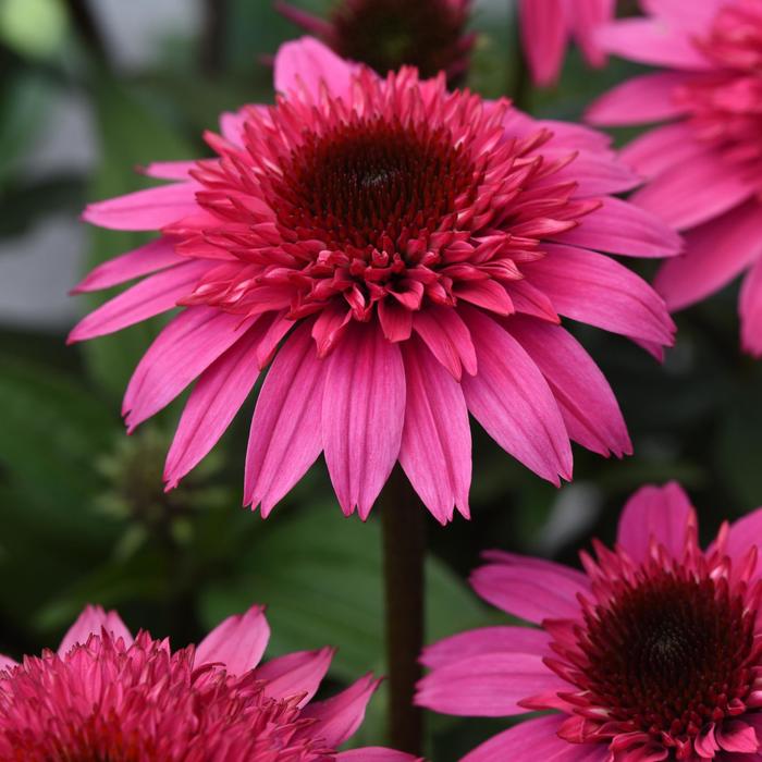 Double Scoop™ ''Watermelon Deluxe'' - Echinacea ''Balscmelux'' PPAF (Coneflower) from Betty's Azalea Ranch