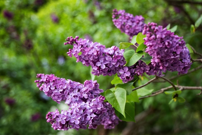 Common Purple Lilac - Syringa vulgaris (Common Purple Lilac) from Betty's Azalea Ranch
