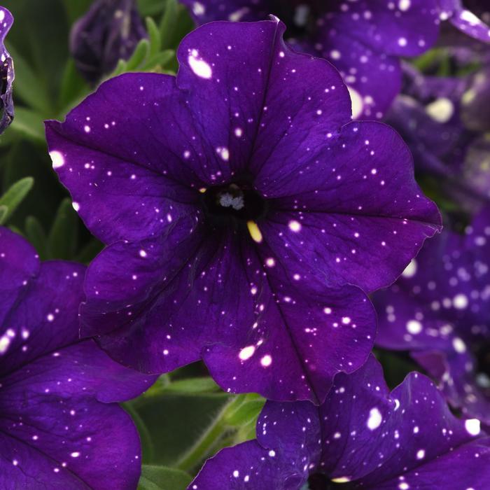 Headliner™ Violet Sky - Petunia from Betty's Azalea Ranch