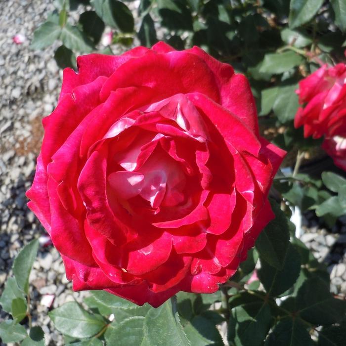 'Love at First Sight' Rose - Rosa from Betty's Azalea Ranch