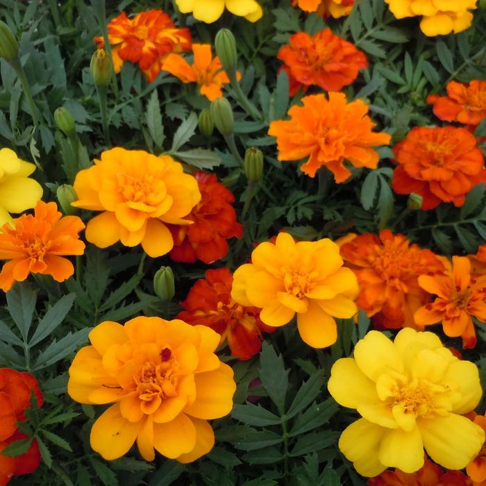 Assorted French Marigold - Tagetes patula from Betty's Azalea Ranch Assorted French Marigold - Tagetes patula from Betty's Azalea Ranch