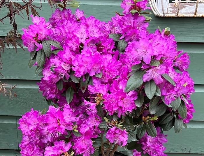 'PJM Elite Star' - Rhododendron from Betty's Azalea Ranch