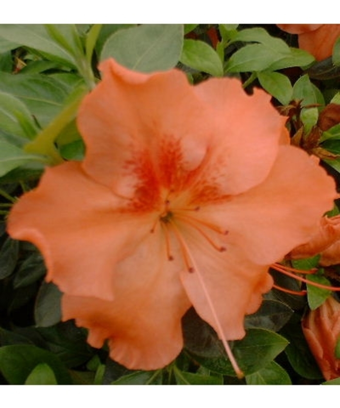 'Gillie' Evergreen Azalea - Rhododendron Robin Hill hybrid from Betty's Azalea Ranch