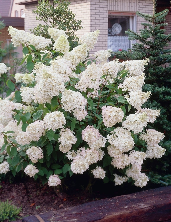 Phantom Hydrangea - Hydrangea paniculata ''Phantom'' (Hydrangea) from Betty's Azalea Ranch