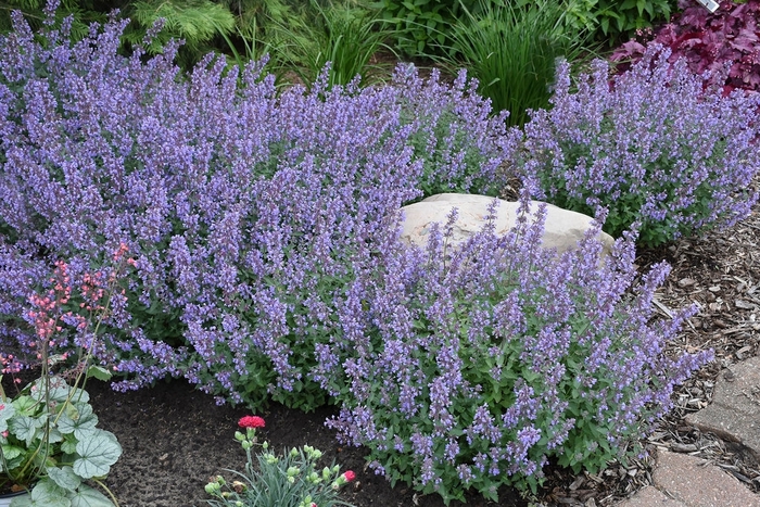 Multiple Varieties Catmint - Nepeta ''Multiple Varieties'' (Catmint) from Betty's Azalea Ranch