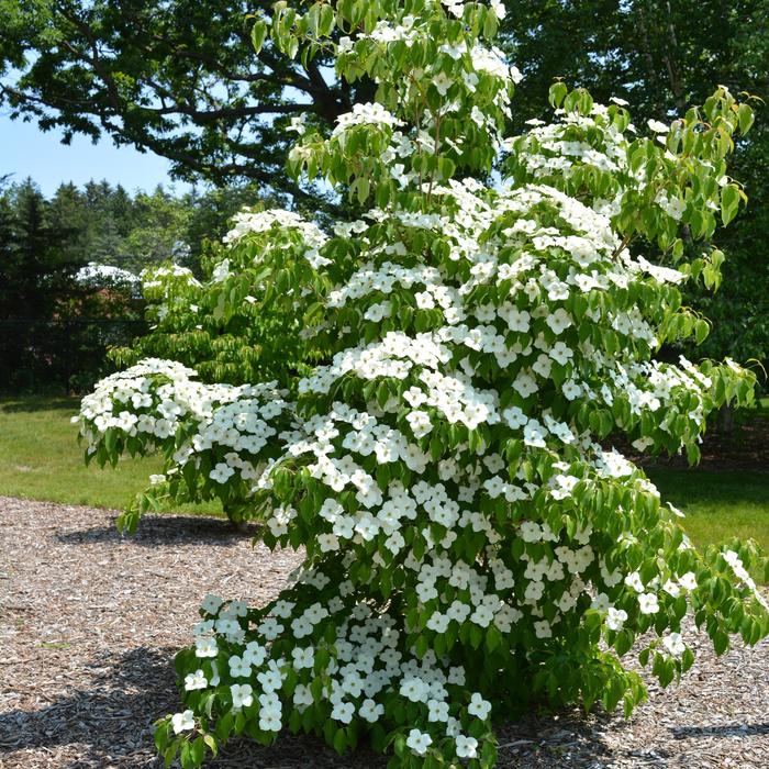 Milky Way Milky Way Dogwood - Cornus kousa ''Milky Way'' (Milky Way Dogwood) from Betty's Azalea Ranch