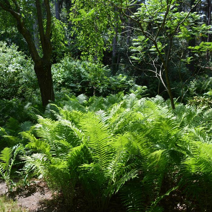 Fern-Ostrich - Matteuccia struthiopteris (Fern-Ostrich) from Betty's Azalea Ranch