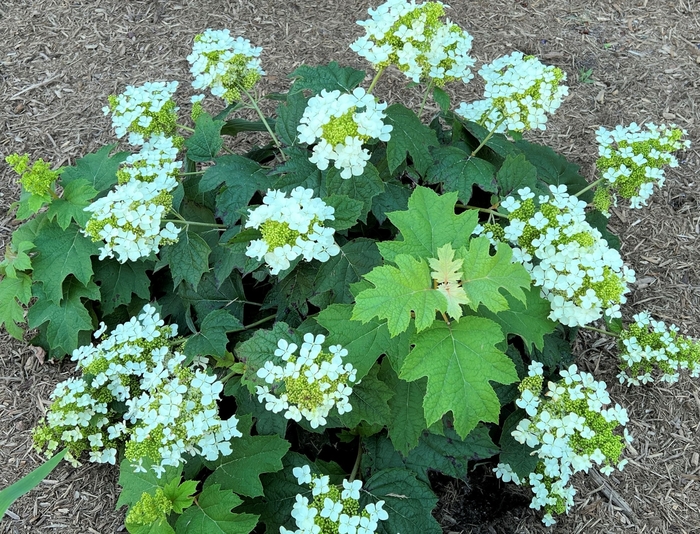 Pee Wee Dwarf Oakleaf Hydrangea - Hydrangea quercifolia ''Pee Wee'' (Dwarf Oakleaf Hydrangea) from Betty's Azalea Ranch