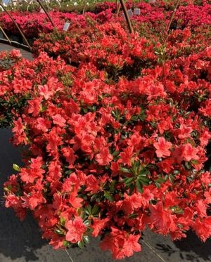 'Fashion' Azalea - Rhododendron Girard hybrid from Betty's Azalea Ranch