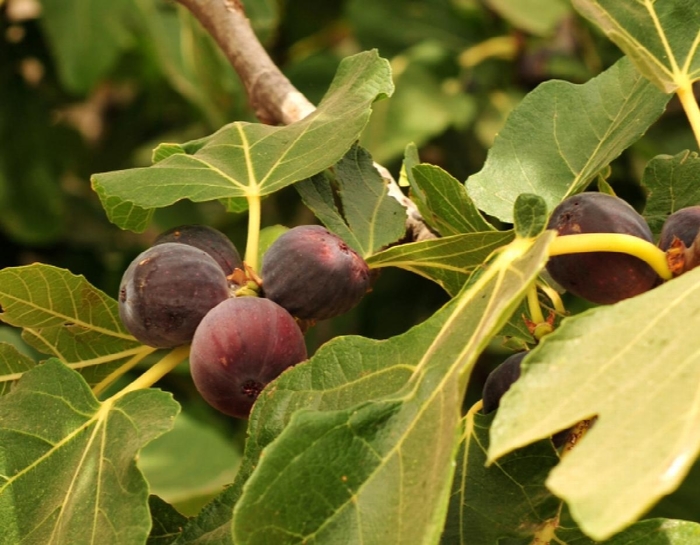 Chicago Hardy Fig - Ficus carica ''Chicago Hardy'' (Fig) from Betty's Azalea Ranch