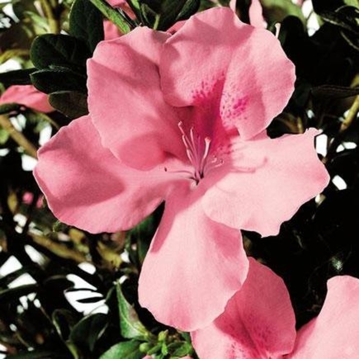 'Wakaebisu' Azalea - Rhododendron Satsuki hybrid from Betty's Azalea Ranch