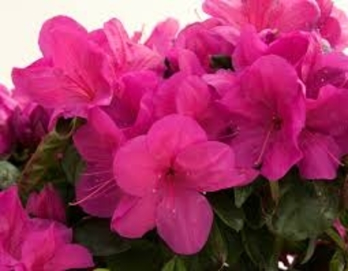 'Higasa' Azalea - Rhododendron Satsuki hybrid from Betty's Azalea Ranch