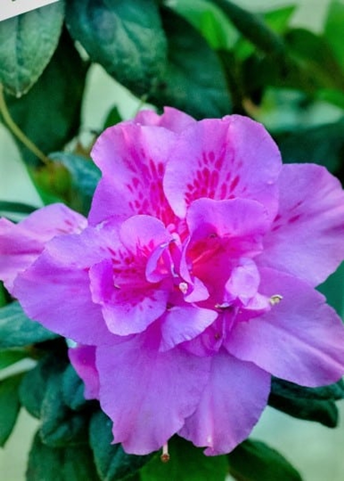 Encore® 'Autumn Majesty' - Rhododendron (Azalea) from Betty's Azalea Ranch