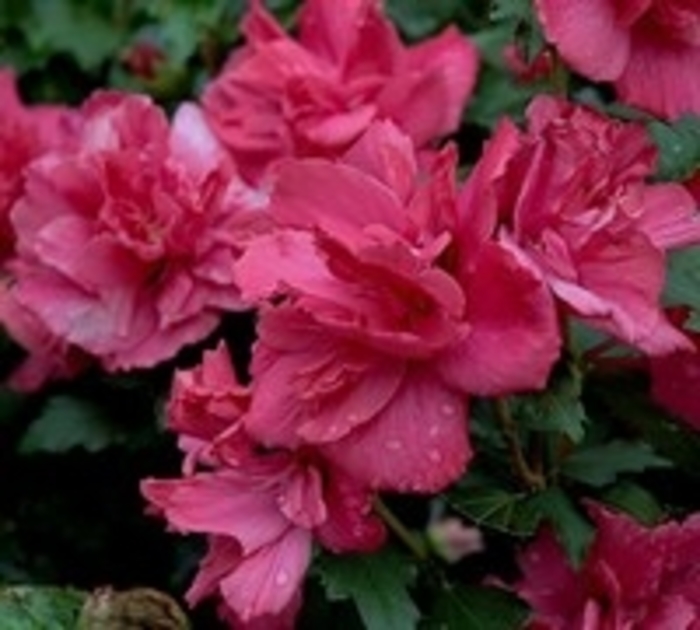 'Lucy' Rose of Sharon - Hibiscus syriacus from Betty's Azalea Ranch