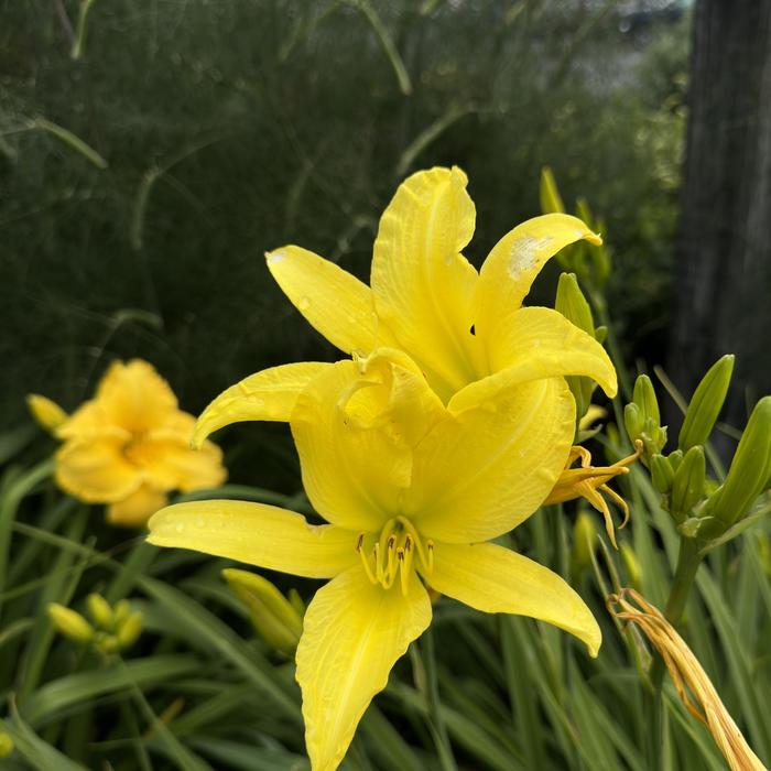 'Hyperion' Daylily - Hemerocallis from Betty's Azalea Ranch 'Hyperion' Daylily - Hemerocallis from Betty's Azalea Ranch