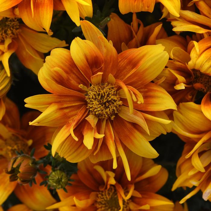 'Bee Alive Double Orange' - Bidens ferulifolia from Betty's Azalea Ranch