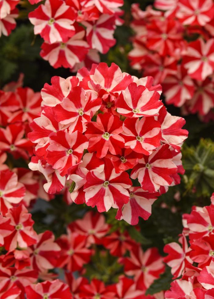 Firehouse™ 'Peppermint' - Verbena peruviana from Betty's Azalea Ranch Firehouse™ 'Peppermint' - Verbena peruviana from Betty's Azalea Ranch