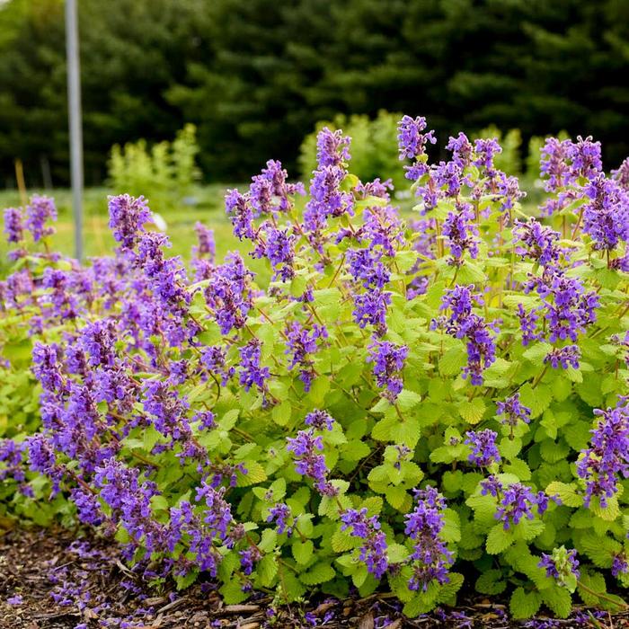 'Chartreuse on the Loose' Catmint - Nepeta x faassenii from Betty's Azalea Ranch 'Chartreuse on the Loose' Catmint - Nepeta x faassenii from Betty's Azalea Ranch