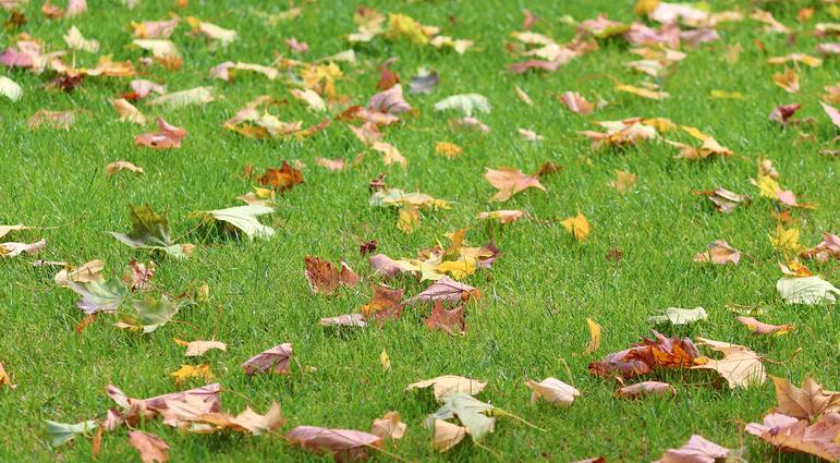 Fall Lawn Care and Weed Removal