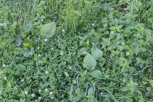How to Treat Fall Weeds