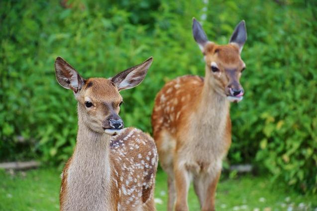 Mitigating Plant Damage from Deer