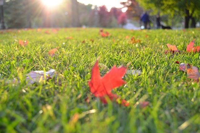Early Fall Lawn Guide Part 1: Treating Fall Weeds
