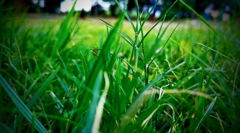 Fall Lawn Care Guide Part 2: Why Cool Temperatures Bring the Best Time for Seeding